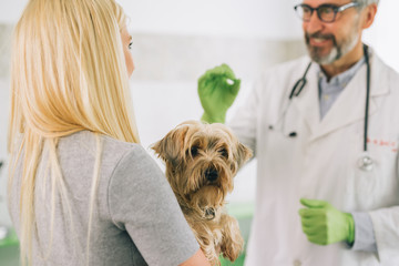 pet doctor examines dog at the veterinary clinic