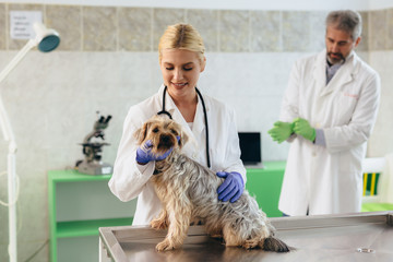 veterinarians examine dog at the clinic