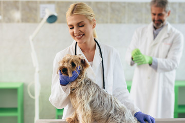 veterinarians examine dog at the clinic