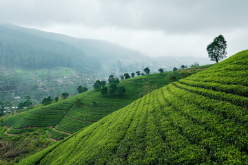 Hill Tea Plantation in Cloudy Day Panoramic Photo