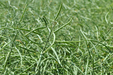 On the plant are  pods winter crops of rape