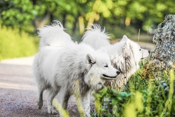 Two White Dogs on a Country Road