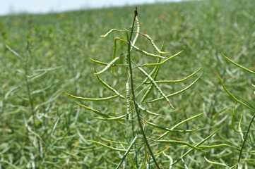 On the plant are  pods winter crops of rape