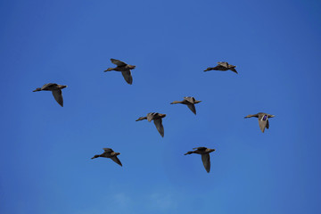 Ducks on the wing and blue sky - Stockphoto