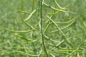 On the plant are  pods winter crops of rape
