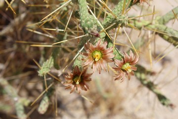 Pencil Cholla is the common name, botanical nomenclature is Cylindropuntia Ramosissima, visualize here in 29 Palms, blossoming in early Summer, Southern Mojave Desert native plants, 061119.