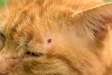 Tick feeding on cat, close up