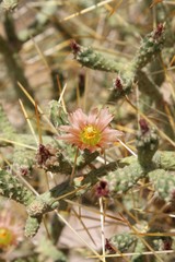 Pencil Cholla is the common name, botanical nomenclature is Cylindropuntia Ramosissima, visualize here in 29 Palms, blossoming in early Summer, Southern Mojave Desert native plants, 061119.