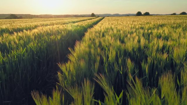Gold Wheat flied panorama with tree at sunset with clouds, rural countryside