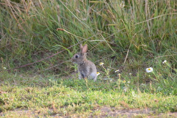 Rabbit