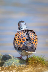 Colorful Dove. Nature background. Bird: European Turtle Dove. Streptopelia turtur.