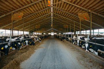 Breeding diary cows in free livestock stall