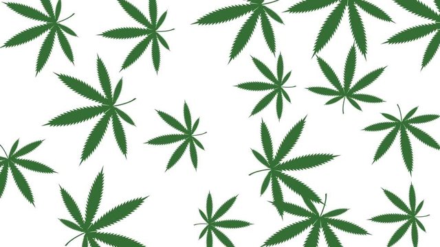 Minimal motion design animation. Cannabis leaves rotate at color background. Abstract graphics in trendy colors and style. Seamless looping animation.