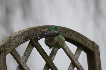 Bird eating