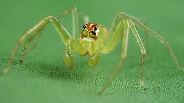 Lyssomanes spider