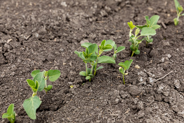 young soybeans growing in dry, cracked soil due to hot, dry weather in central Illinois
