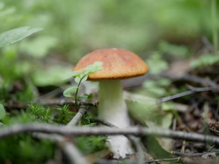 mushroom aspen on the background of green grass in the forest on a Sunny summer day. the gifts of the forest. organic food.