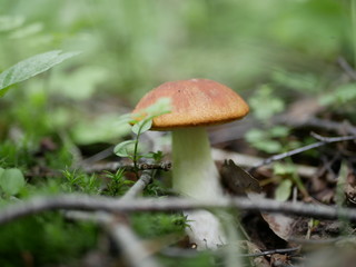 mushroom aspen on the background of green grass in the forest on a Sunny summer day. the gifts of the forest. organic food.