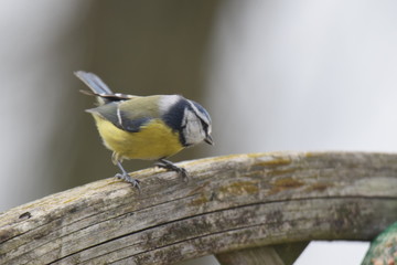 Bird eating