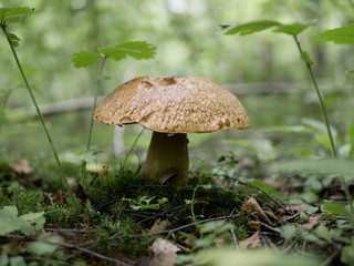 boletus on the background of green grass in the forest on a Sunny summer day. the gifts of the forest. organic food.