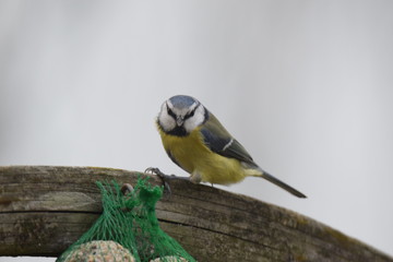Bird eating