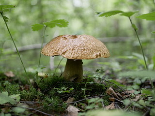 boletus on the background of green grass in the forest on a Sunny summer day. the gifts of the forest. organic food.