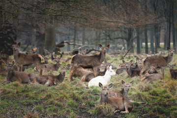 Albino deer in group resting near trees