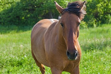 Bay Horse on the Pasture