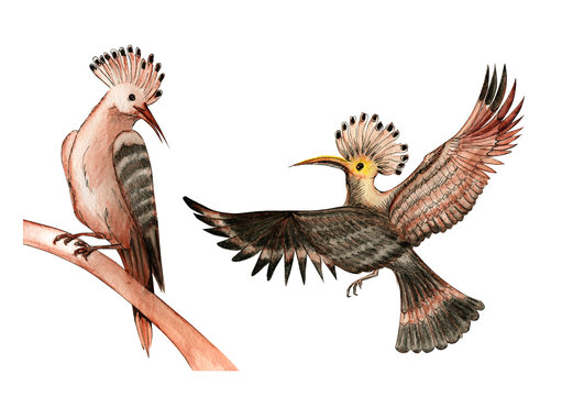 hoopoe, watercolor illustration crested birds