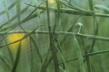 Organic sustainable growing rapeseed experiment in controlled conditions