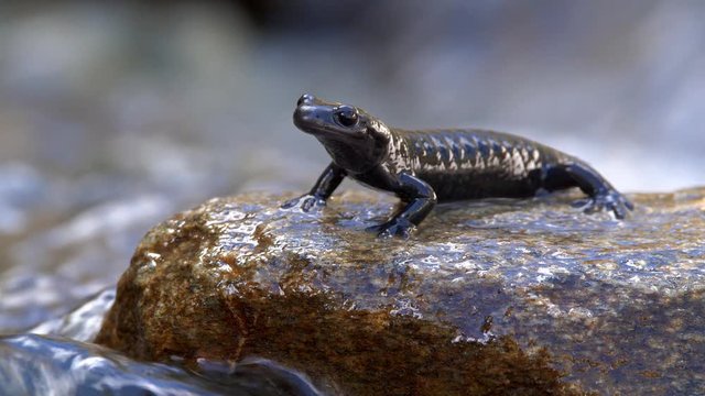 Alpine salamander in mountain stream