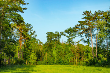 Fototapeta na wymiar lush green foliage of treetops under the bright blue summer sky