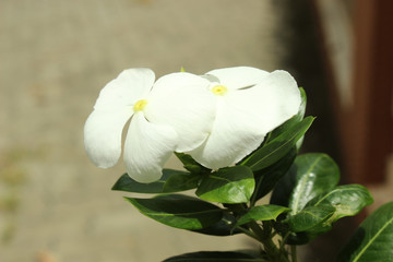 White Kashi Thetti Indian Flower