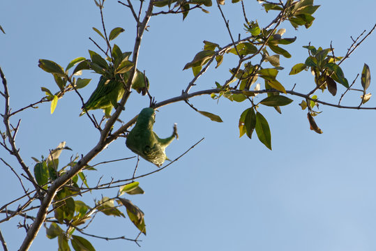 femelles de Toui &eacute;t&eacute;, jongle sur les branchages en Guyane fran&ccedil;aise