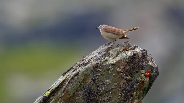 Water pipit (Anthus spinoletta) in mountain environment