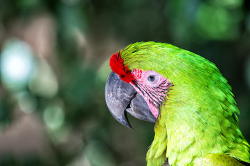 Wild nature. Vibrant parrot at Roatan Honduras. Biodiversity concept. Green parrot tropical bird....