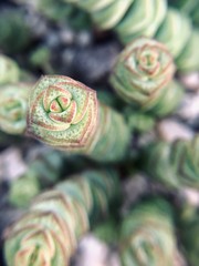 Crassula Succulent