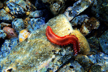 Red Mediterranean Fireworm - Hermodice carunculata