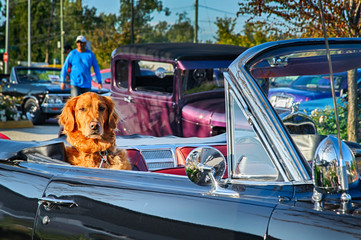 Hot dog sitting in a vintage car