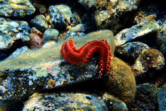 Red Mediterranean Fireworm - Hermodice carunculata