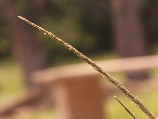green grass on background of green grass