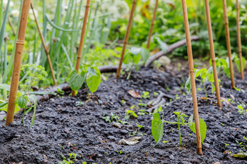 Home Grown French Bean with Bamboo Support