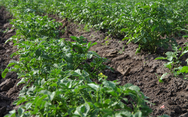 potato beds