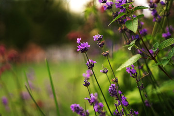 summer field of lavender