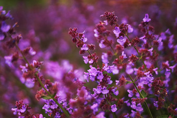 Fototapeta na wymiar buautiful lavender field
