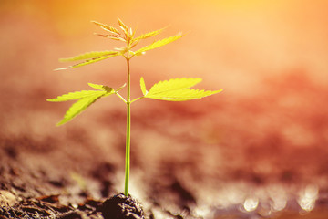 Bush sprout marijuana cannabis on blurred background at sunset. Concept herb on farm
