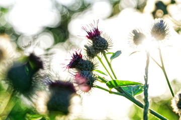 Burdock flowers lit by the sun. Shallow depth of field. Soft bokeh