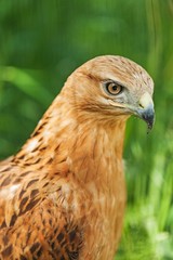 Peregrine Falcon (Falco peregrinus)