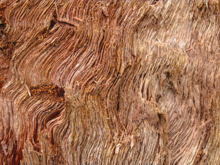 texture of a tree
