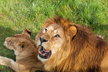 Lion Couple Close-Up